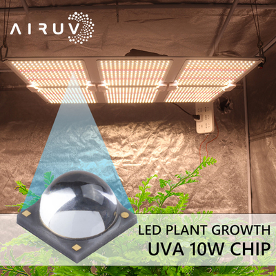 10W 365nm 385nm 395nm 6-7V Uva 3W conduziu a cura UV de Chips For