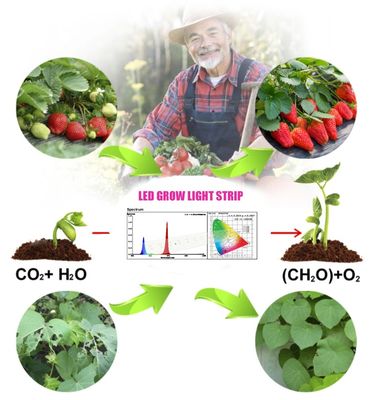 1W SMD 3030 Blue LED Grow Light Chip 440-470nm 300mA 3,0-3,4V